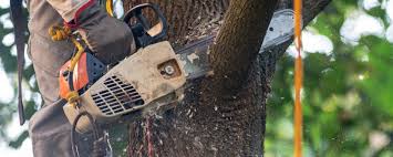 Best Hazardous Tree Removal  in Gorman, TX