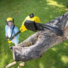 How Our Tree Care Process Works  in  Gorman, TX
