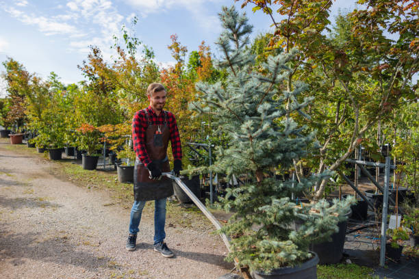 Best Tree Cabling and Bracing  in Gorman, TX