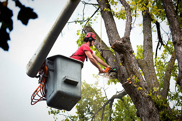 Best Storm Damage Tree Cleanup  in Gorman, TX