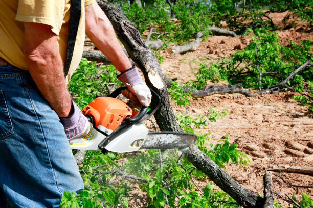 Best Seasonal Cleanup (Spring/Fall)  in Gorman, TX