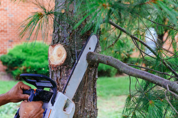 Best Root Management and Removal  in Gorman, TX